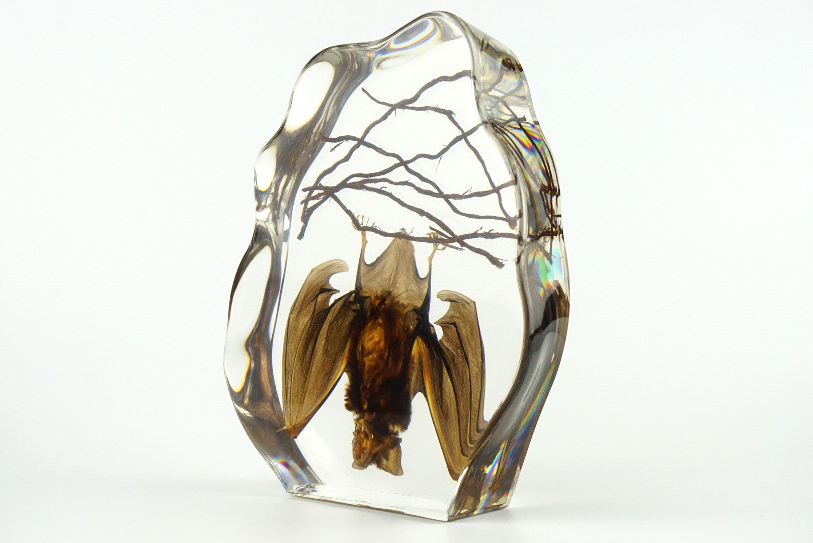 Hanging Horseshoe Bat in Lucite - Astro Gallery