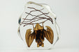 Hanging Horseshoe Bat in Lucite - Astro Gallery