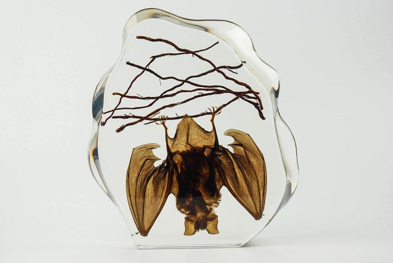 Hanging Horseshoe Bat in Lucite - Astro Gallery