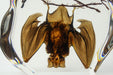 Hanging Horseshoe Bat in Lucite - Astro Gallery