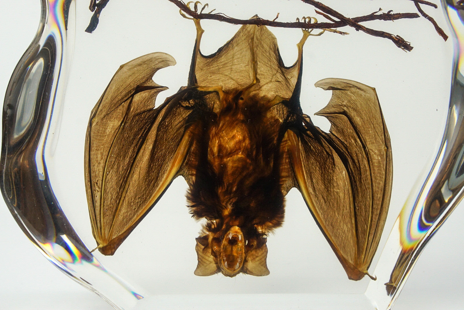 Hanging Horseshoe Bat in Lucite - Astro Gallery