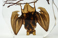 Hanging Horseshoe Bat in Lucite - Astro Gallery