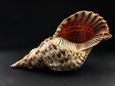 Atlantic Triton Shell - Astro Gallery of Gems
