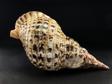 Atlantic Triton Shell - Astro Gallery of Gems