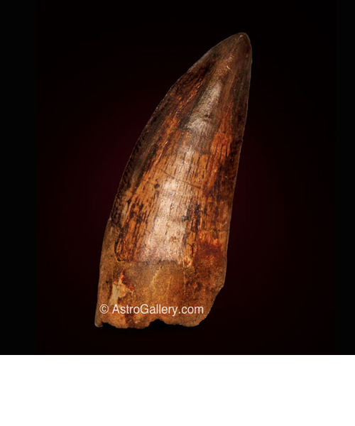 T-REX TOOTH - Astro Gallery