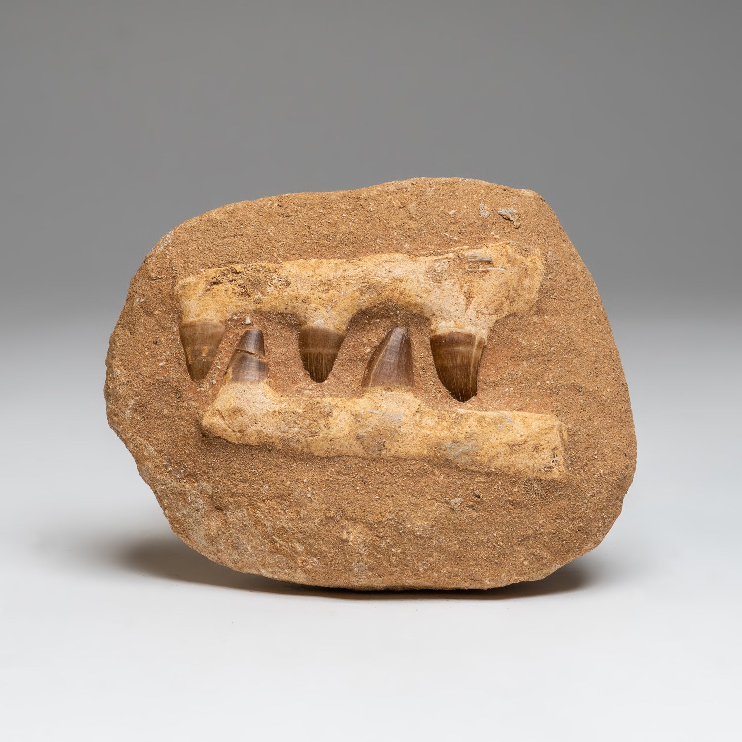Genuine Mosasaur Dinosaur Jaw on Matrix