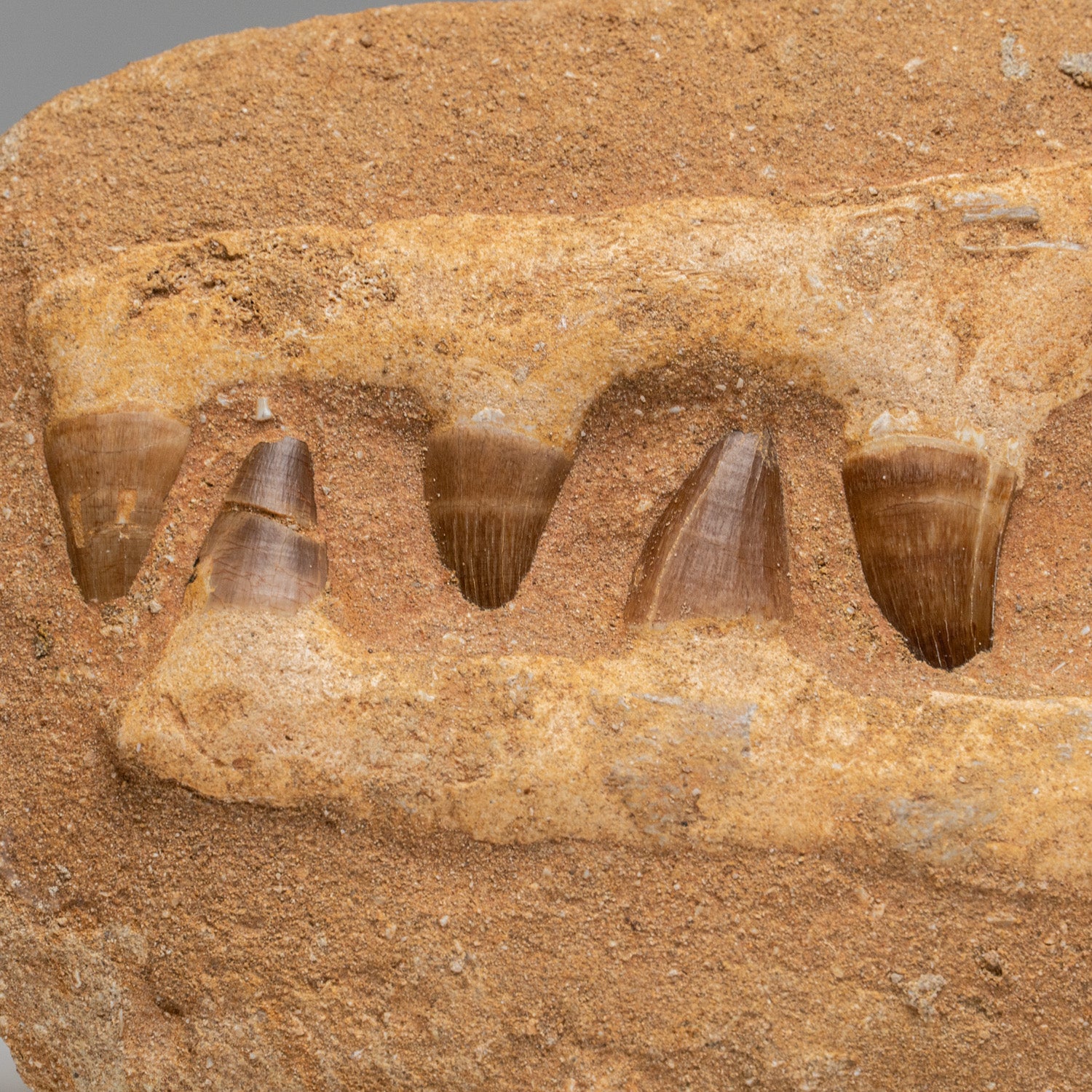 Genuine Mosasaur Dinosaur Jaw on Matrix