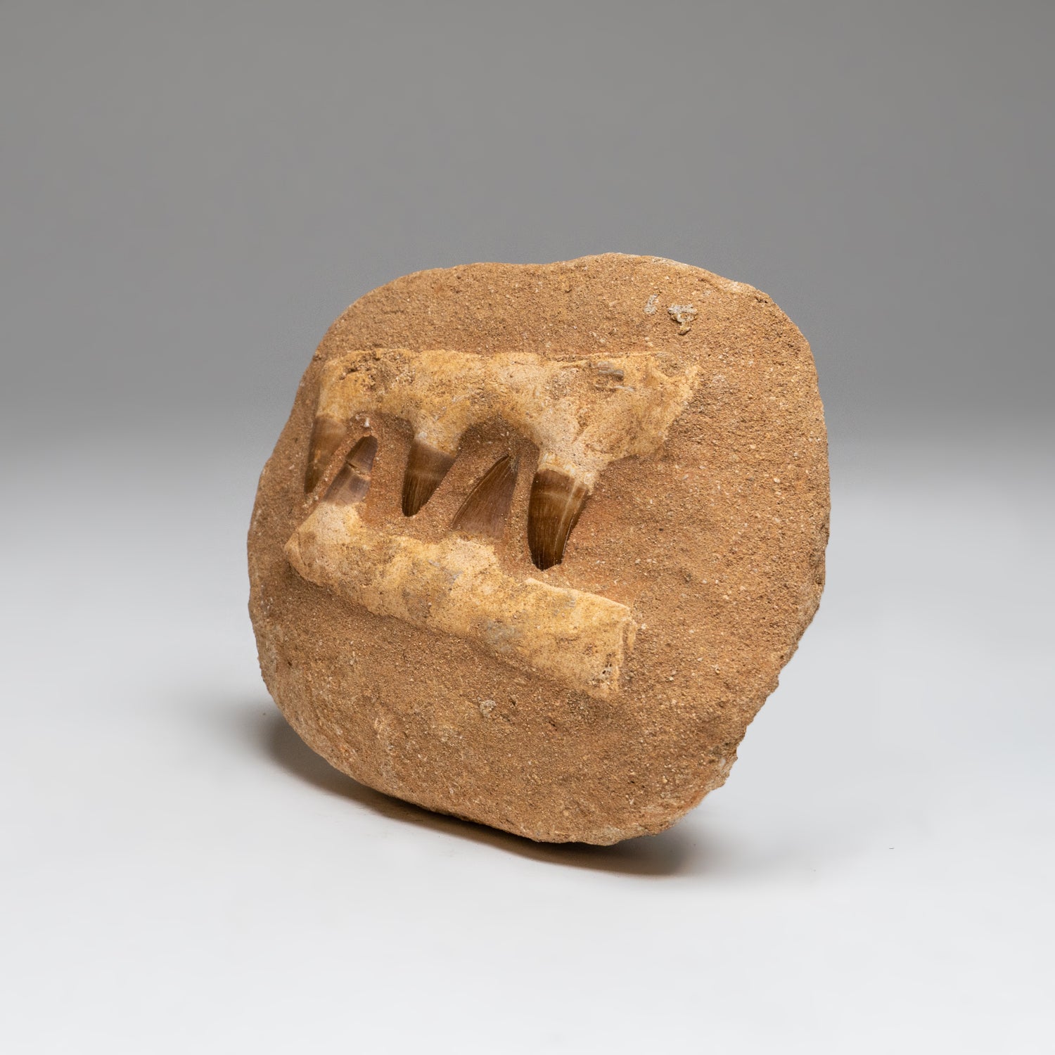 Genuine Mosasaur Dinosaur Jaw on Matrix
