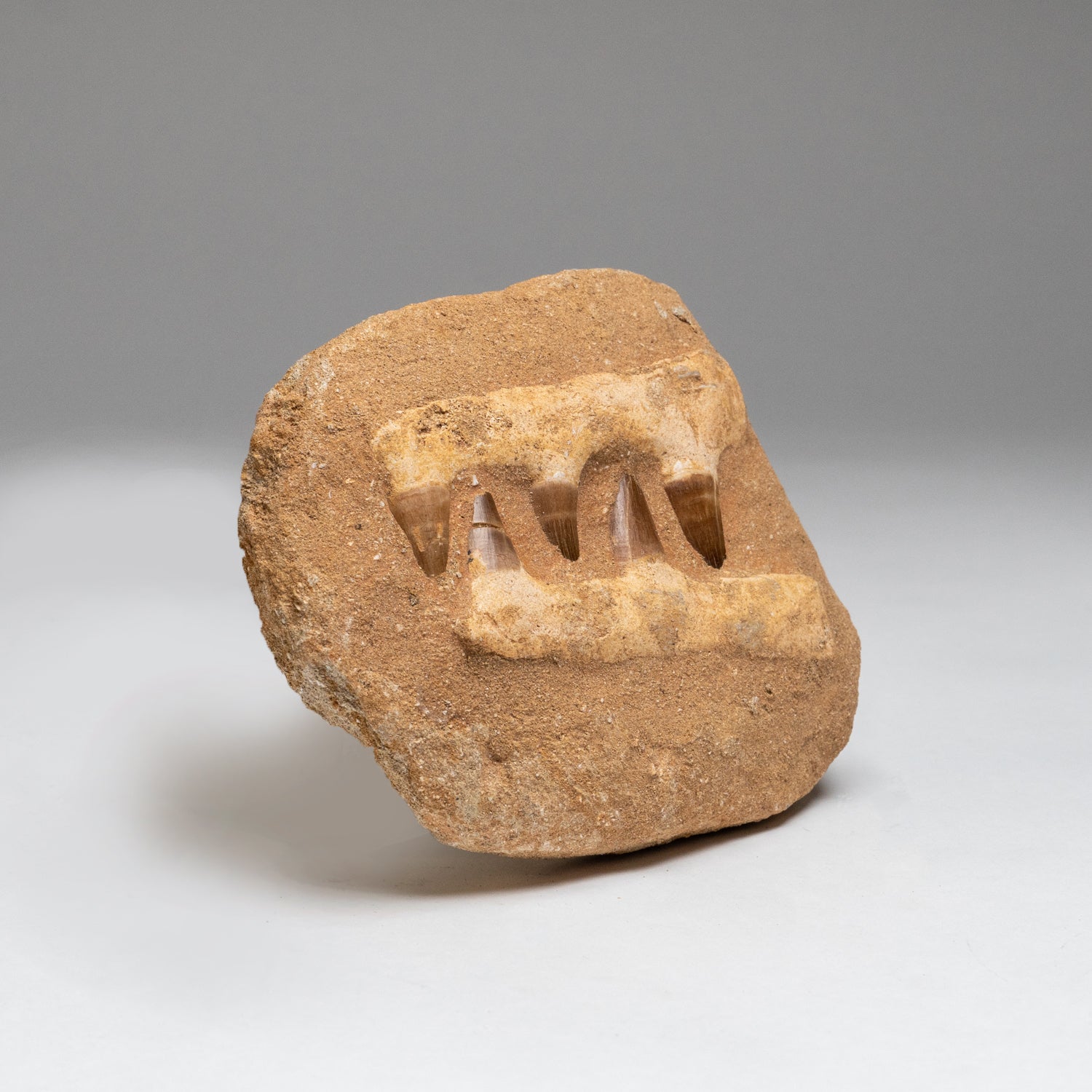 Genuine Mosasaur Dinosaur Jaw on Matrix