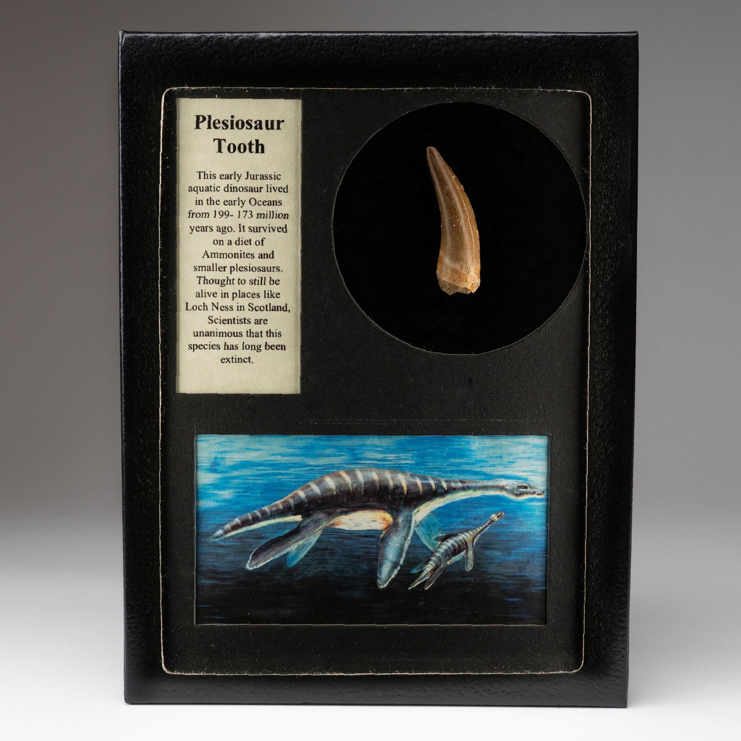 Genuine Plesiosaur (Dinosaur) Tooth in a Glass Display Box