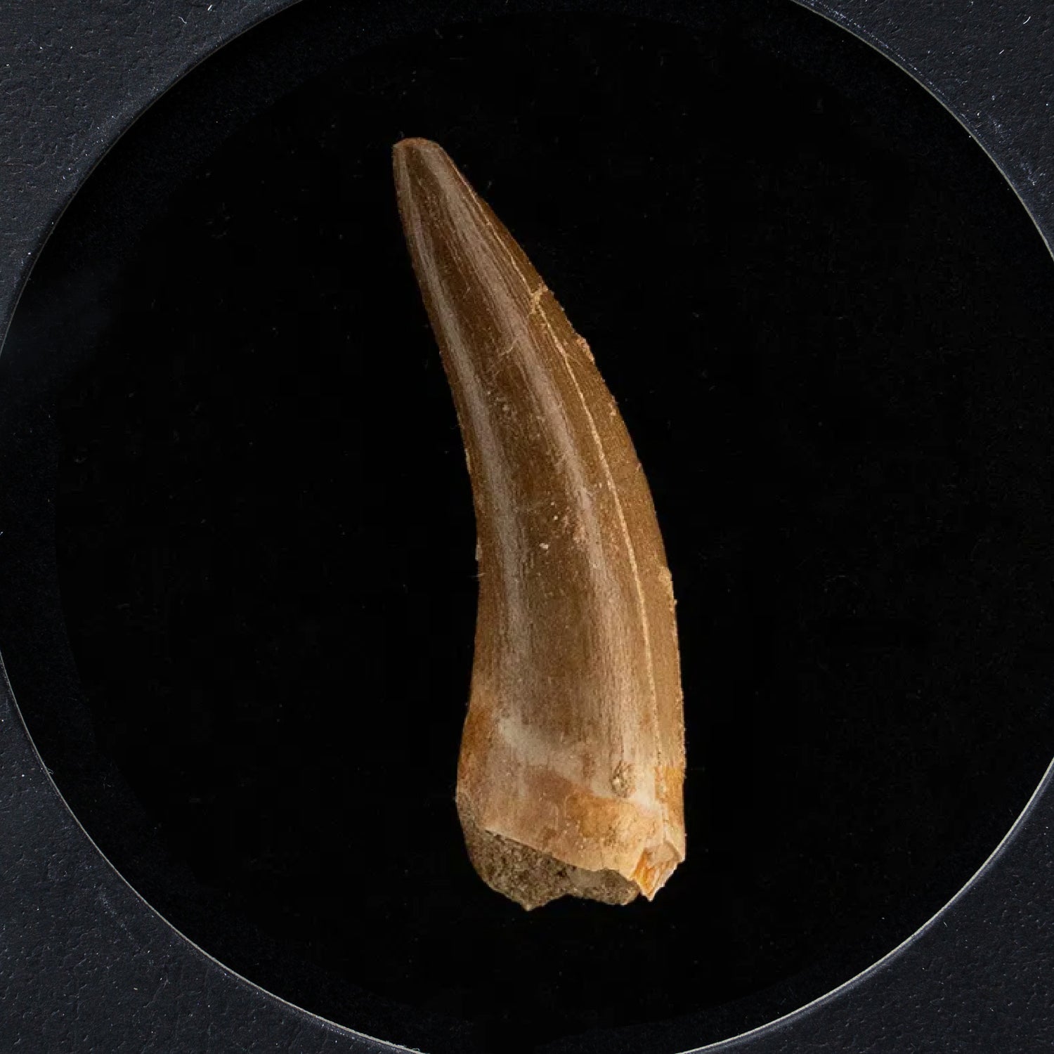 Genuine Plesiosaur (Dinosaur) Tooth in a Glass Display Box