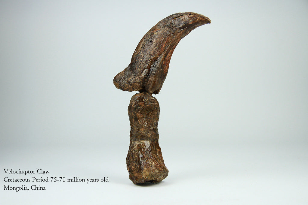 How Big Is A Raptor Claw