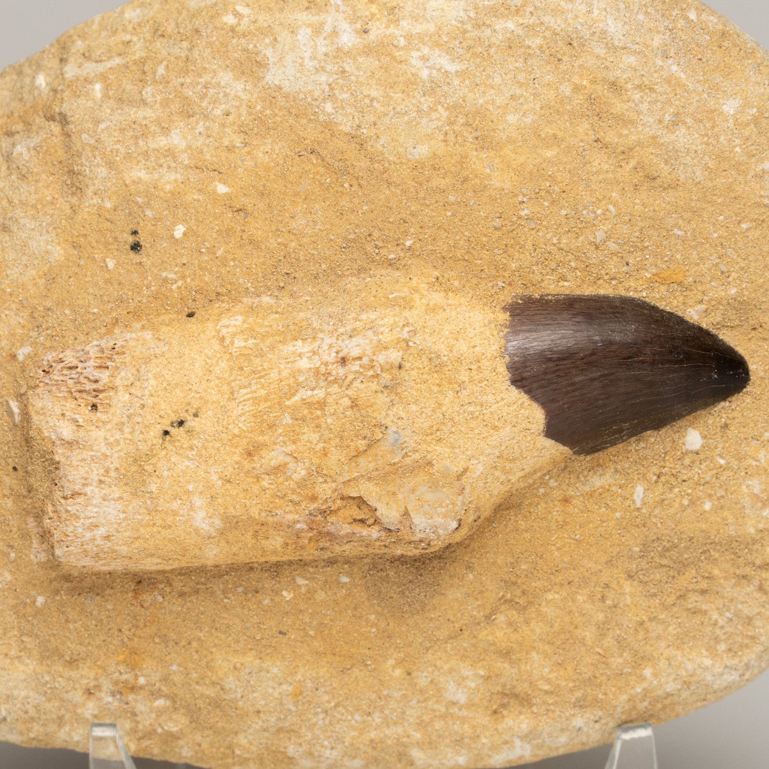 Genuine Mosasaur Dinosaur Tooth and Root on Matrix (MO-DT-1)