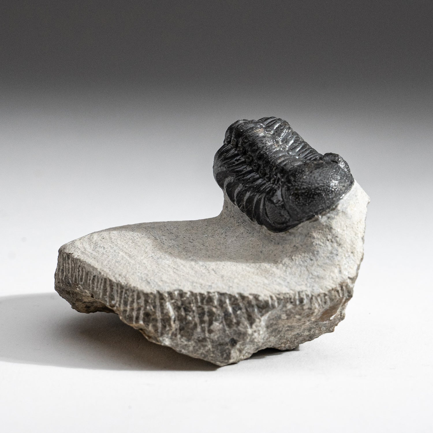 Genuine Trilobite Fossil (Ptychopariida) on Matrix (230 grams)