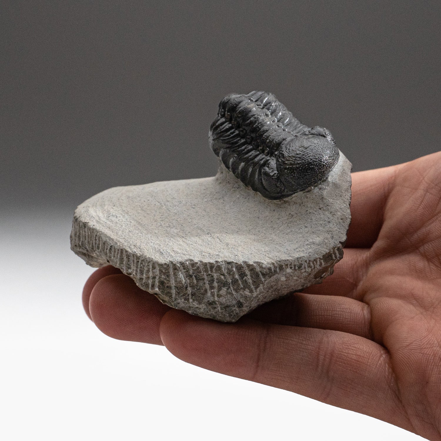 Genuine Trilobite Fossil (Ptychopariida) on Matrix (230 grams)