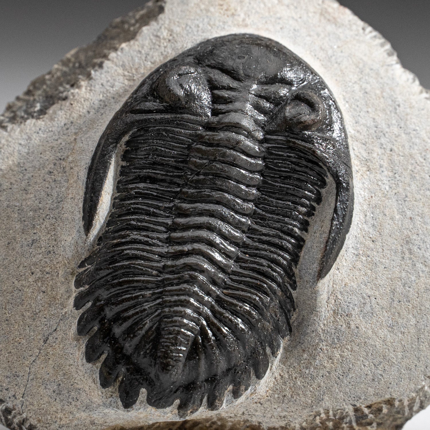 Genuine Trilobite Fossil (Ptychopariida) on Matrix (266 grams)