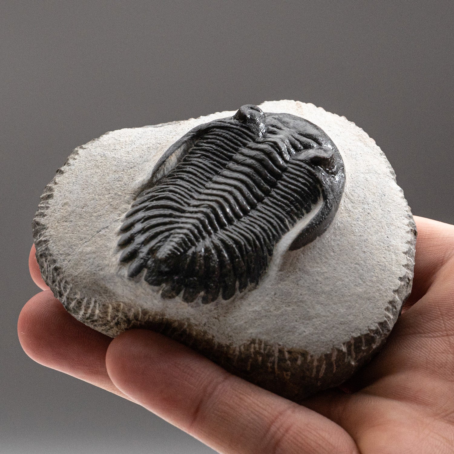 Genuine Trilobite Fossil (Ptychopariida) on Matrix (266 grams)