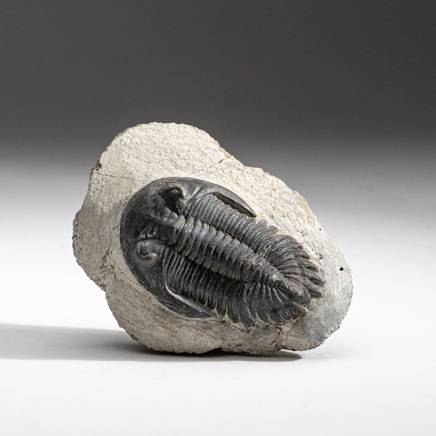 Genuine Trilobite Fossil (Ptychopariida) on Matrix (255 grams)