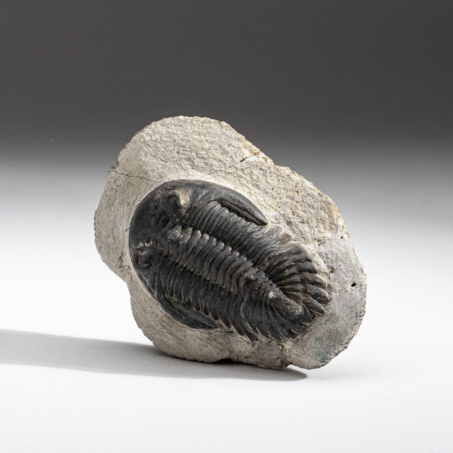 Genuine Trilobite Fossil (Ptychopariida) on Matrix (255 grams)