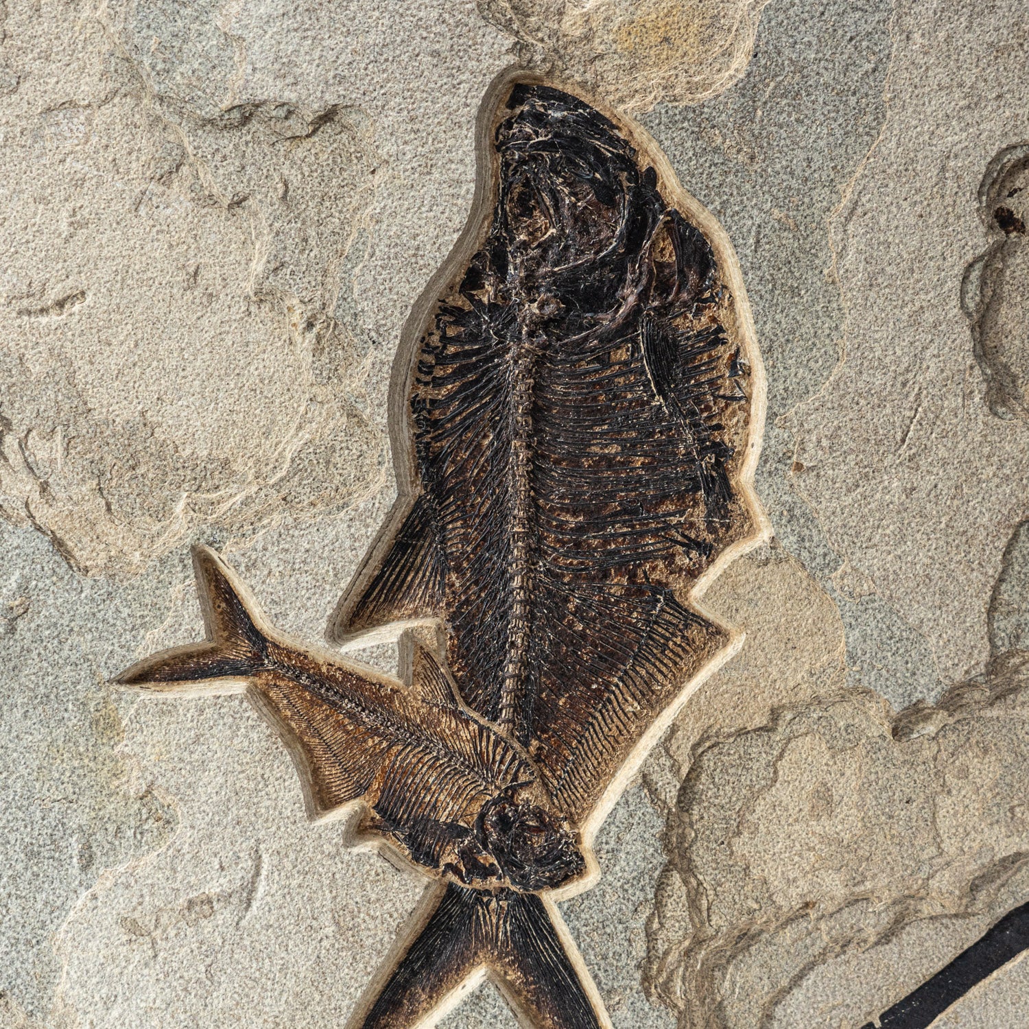 Giant Diplomytus Fish Fossil Plate (60.2 lbs)