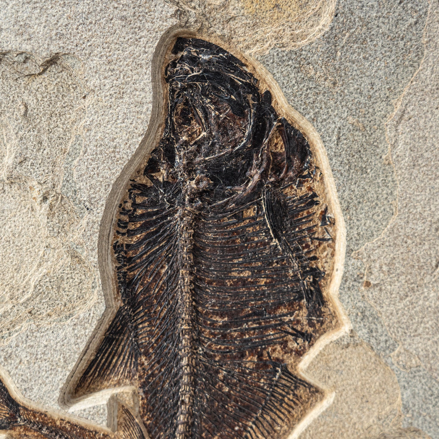 Giant Diplomytus Fish Fossil Plate (60.2 lbs)
