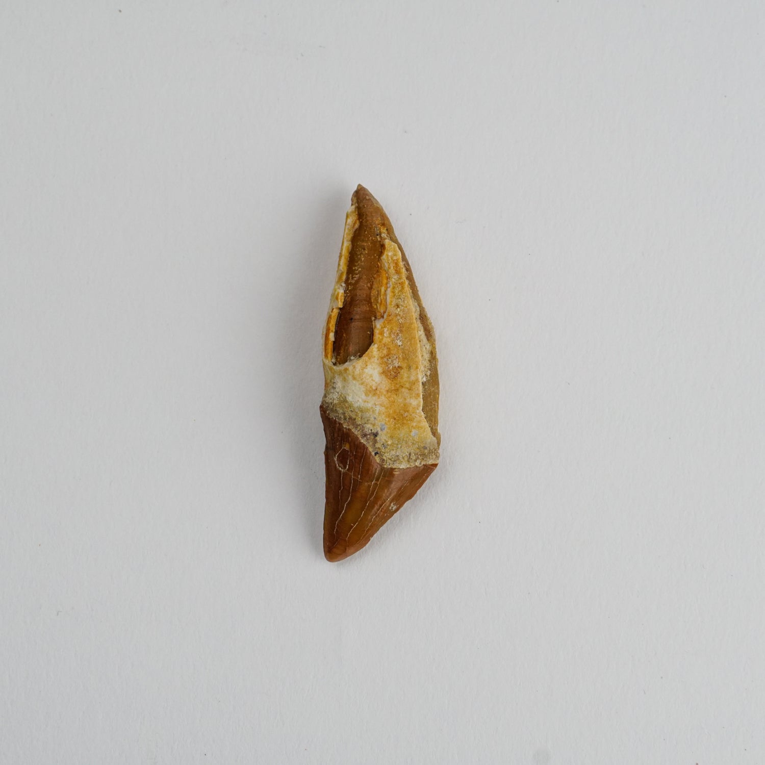 Genuine Mosasaur Tooth in Display Box (10 grams)