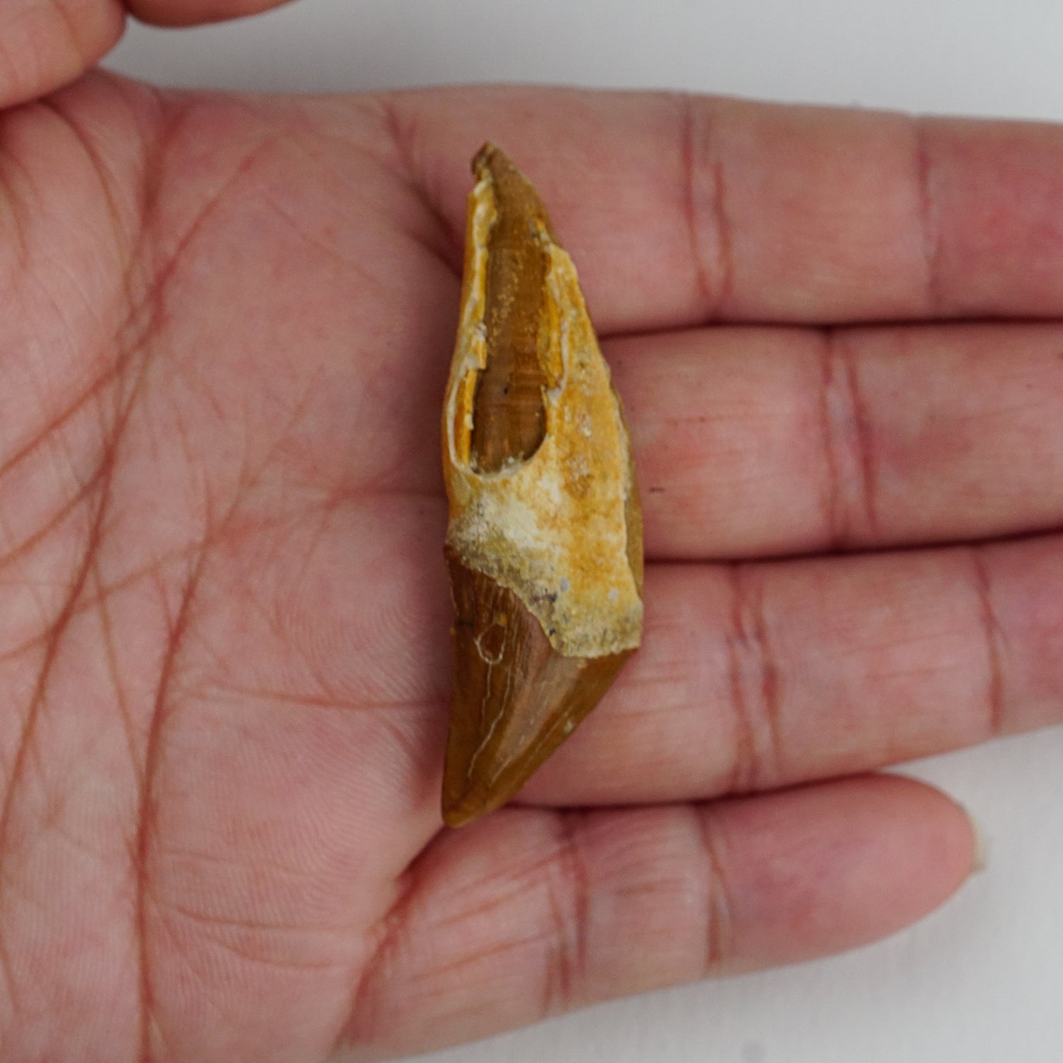 Genuine Mosasaur Tooth in Display Box (10 grams)