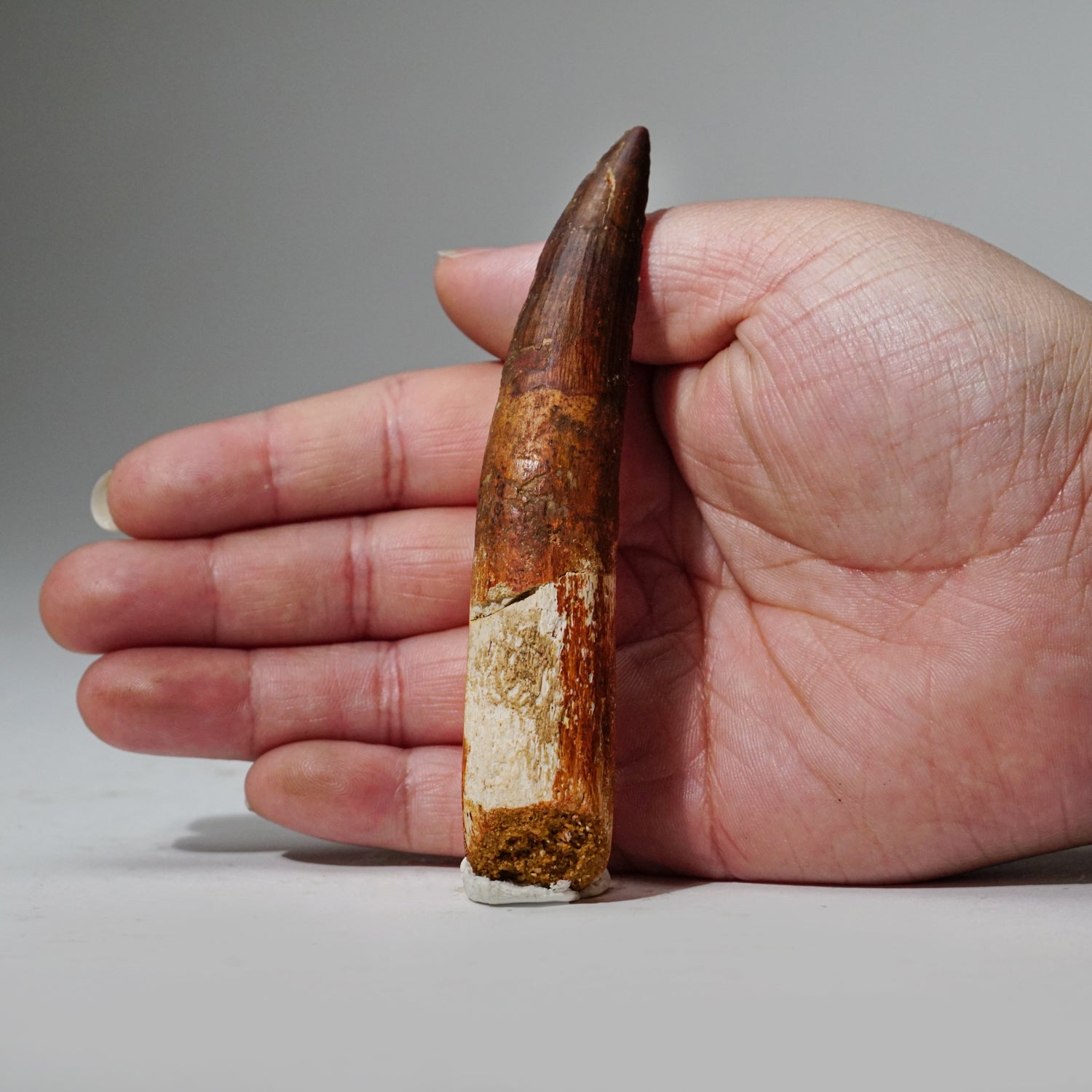Genuine Spinosaurus Dinosaur Tooth in Display Box (38.6 grams)