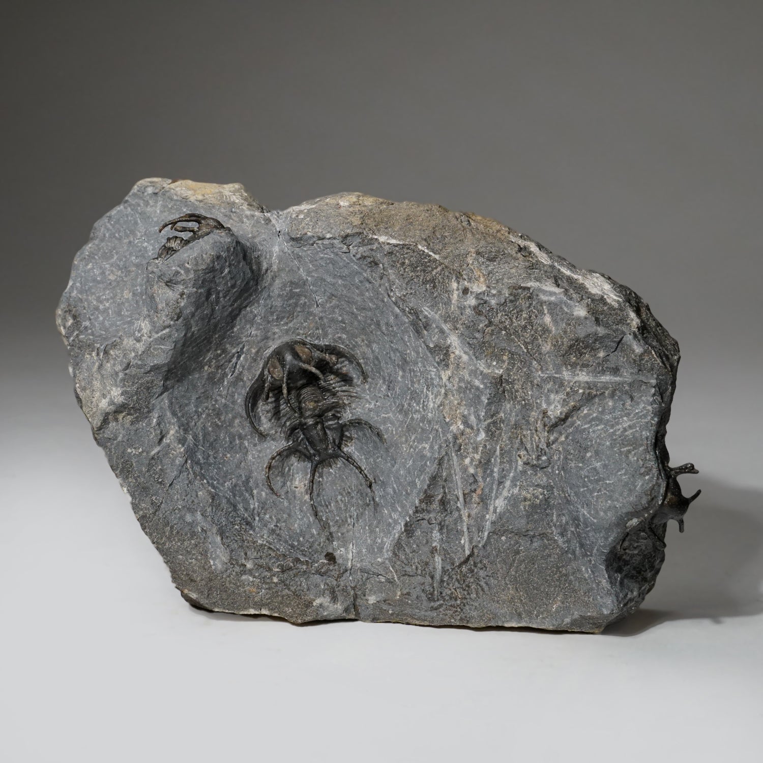 Ceratarges Spinosus Trilobite in Matrix from Morocco (2.4 lbs)