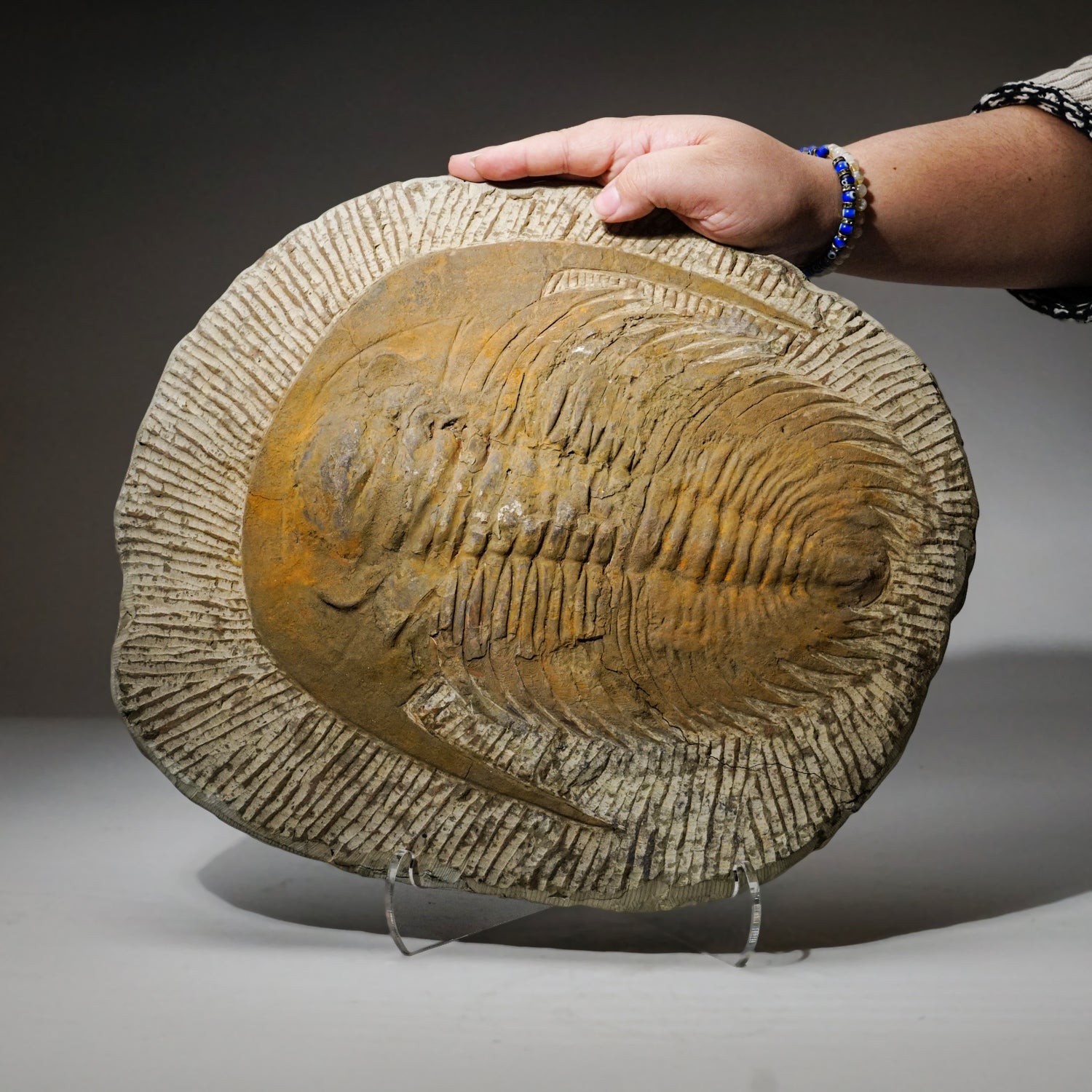 Genuine Trilobite (Ptychopariida) Fossil on Matrix (13.4 lbs)