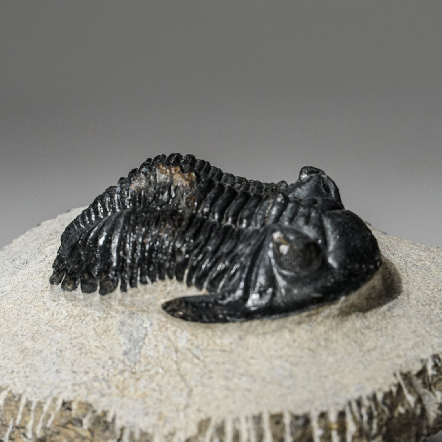 Genuine Asaphus intermedius Trilobite in Matrix from Morocco (342 grams)