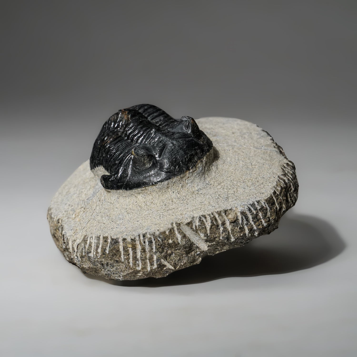 Genuine Asaphus intermedius Trilobite in Matrix from Morocco (342 grams)