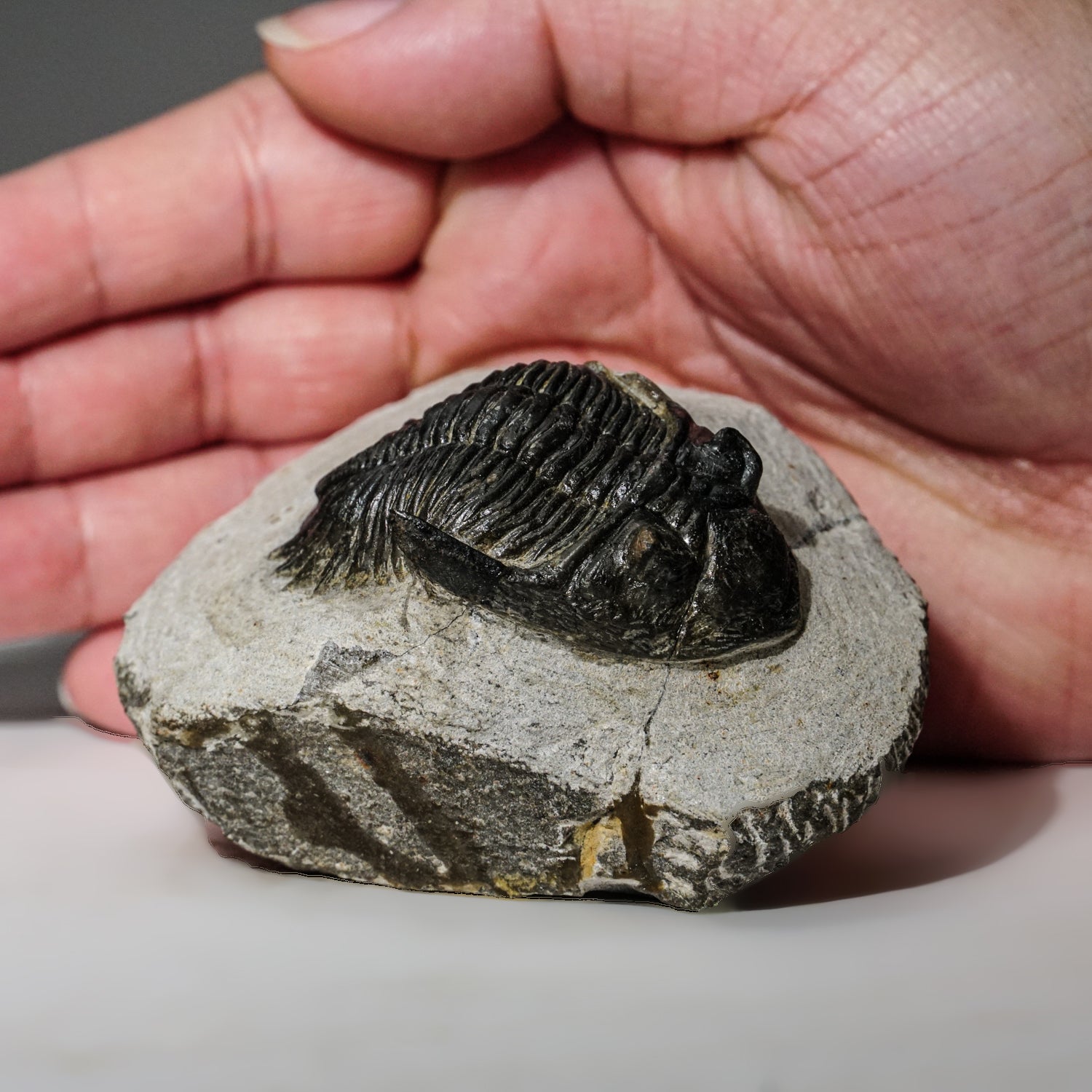 Genuine Asaphus intermedius Trilobite in Matrix from Morocco (273 grams)