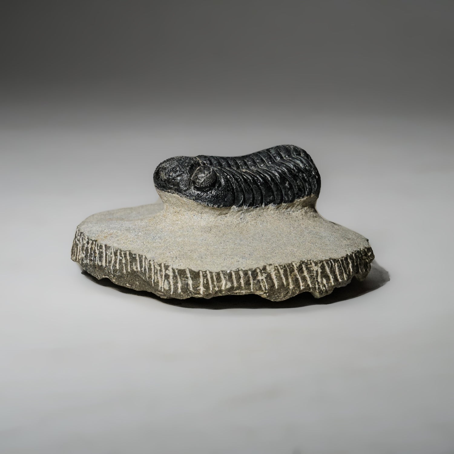Genuine Asaphus intermedius Trilobite in Matrix from Morocco (341 grams)