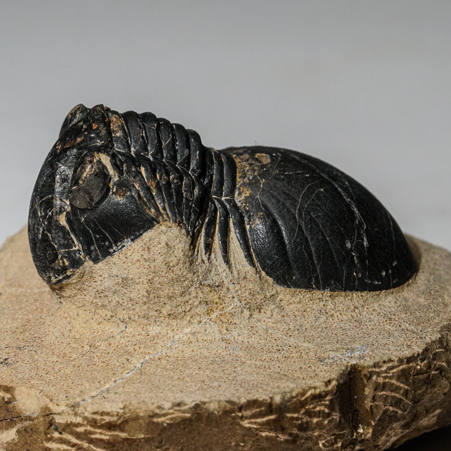 Genuine Asaphus intermedius Trilobite in Matrix from Morocco (315 grams)