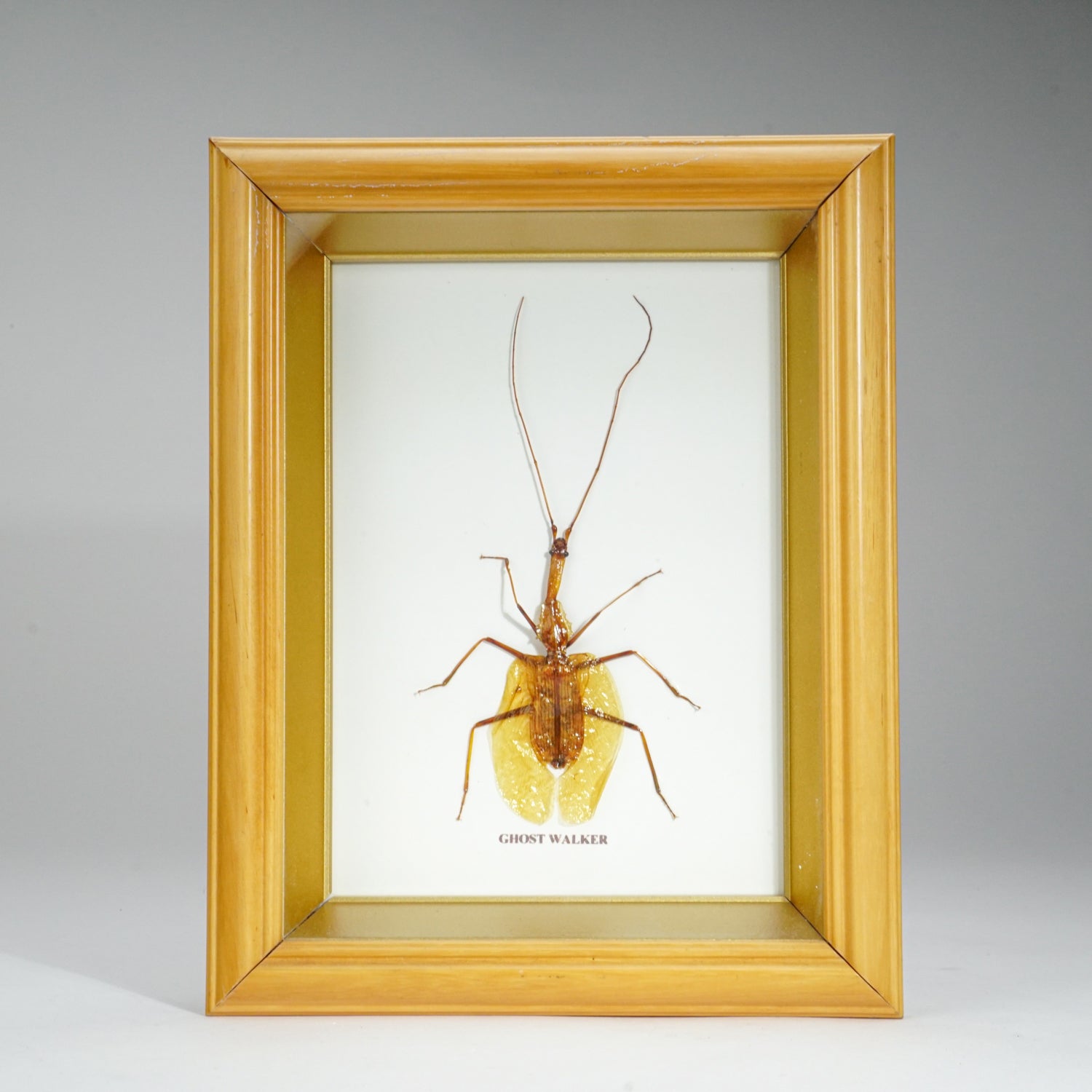 Genuine Ghost Walker in Display Frame