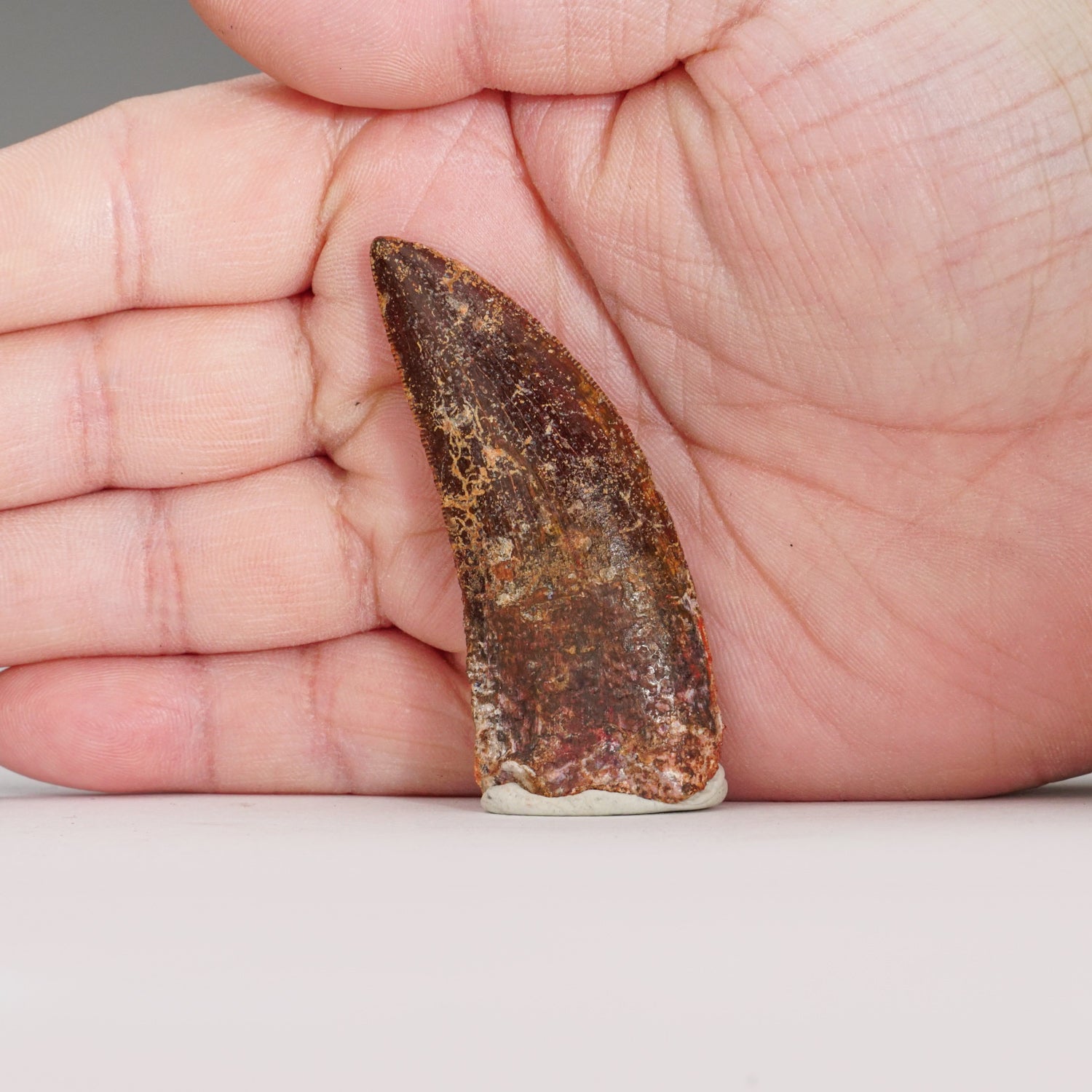 Genuine Carcharodontosaurus Tooth in Display Box (16.6 grams)