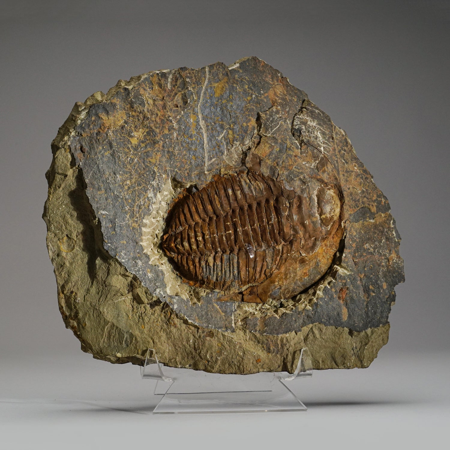 Genuine Trilobite (Ptychopariida) fossil on Matrix with acrylic display stand (16.5 lbs))