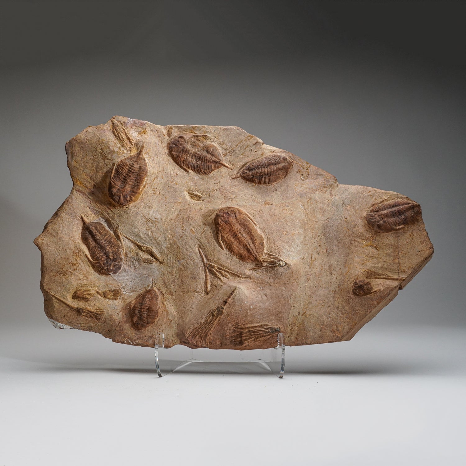 Genuine Cluster Trilobite (Ptychopariida) fossil on Matrix with acrylic display stand (18.5 lbs))