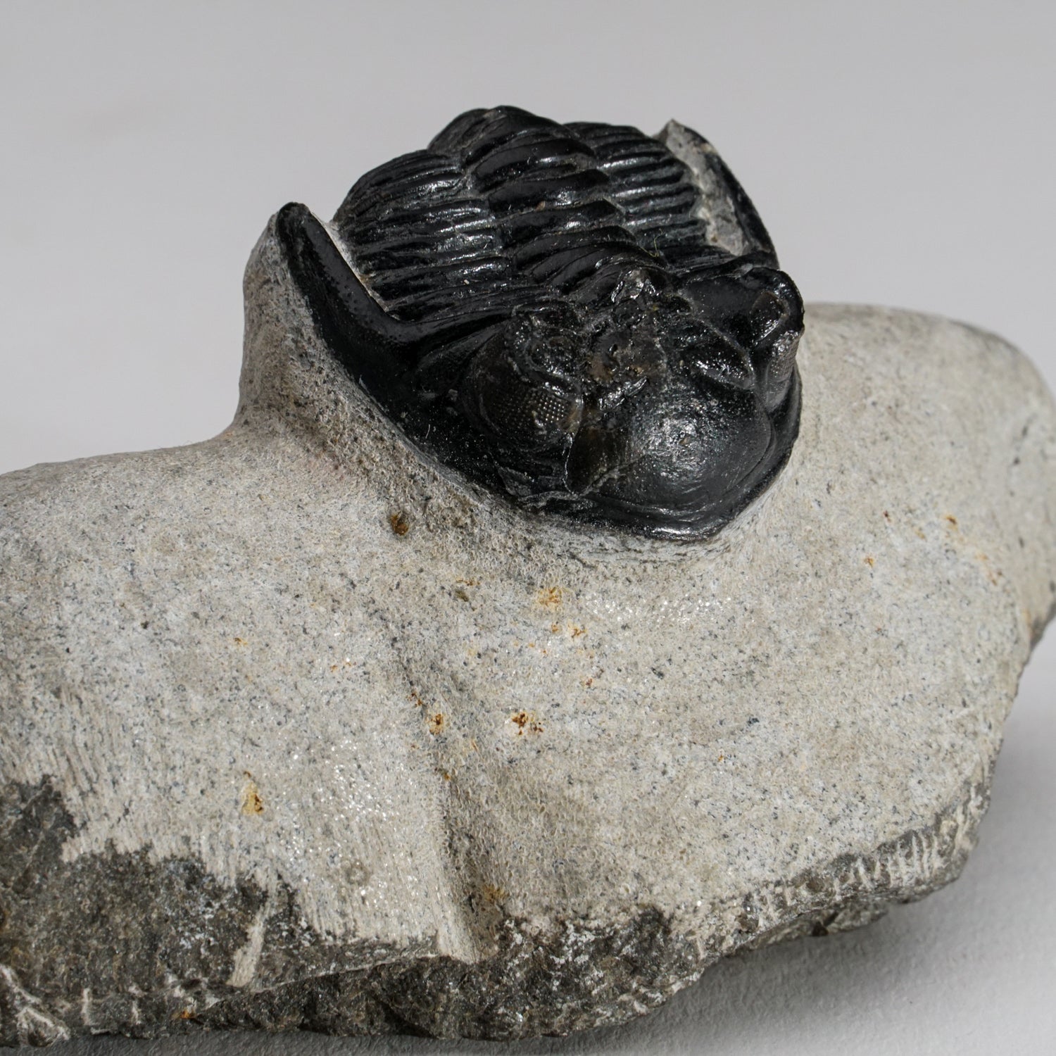 Genuine Asaphus intermedius Trilobite in Matrix from Morocco (246.7 grams)