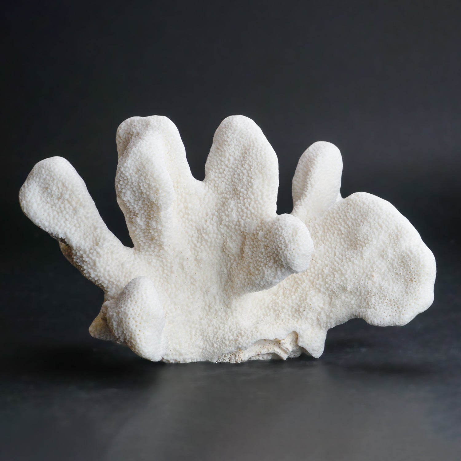Genuine White Cat's Paw Coral (2 lbs)