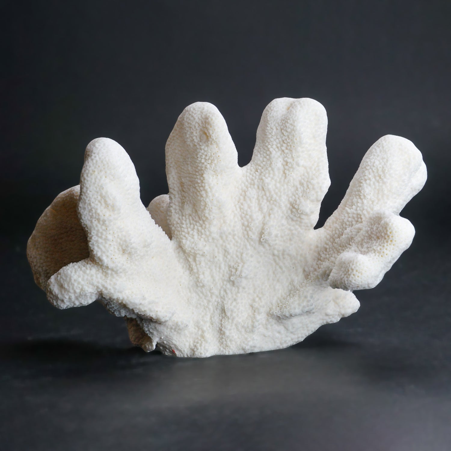 Genuine White Cat's Paw Coral (2 lbs)