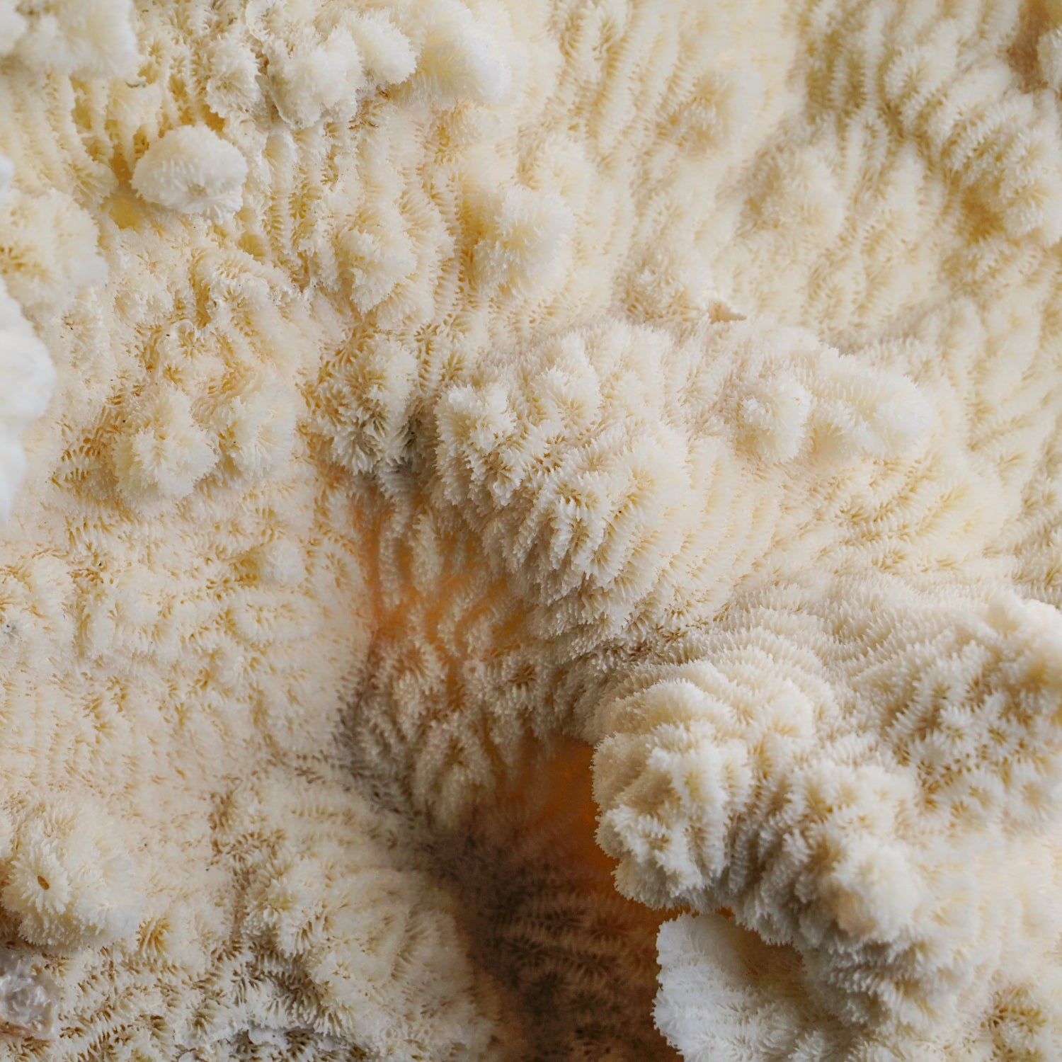 Genuine White Ridge Coral (10" 3 lbs)