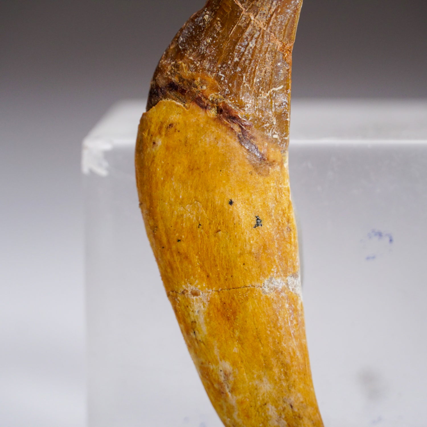 Genuine Carcharodontosaurus Tooth in Display Box (24 grams)