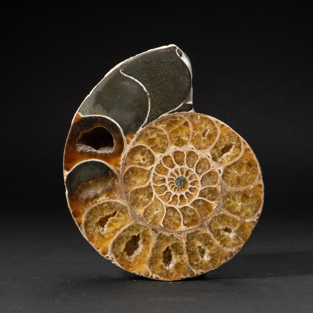Genuine Calcified Ammonite Half From Madagascar (350 grams)