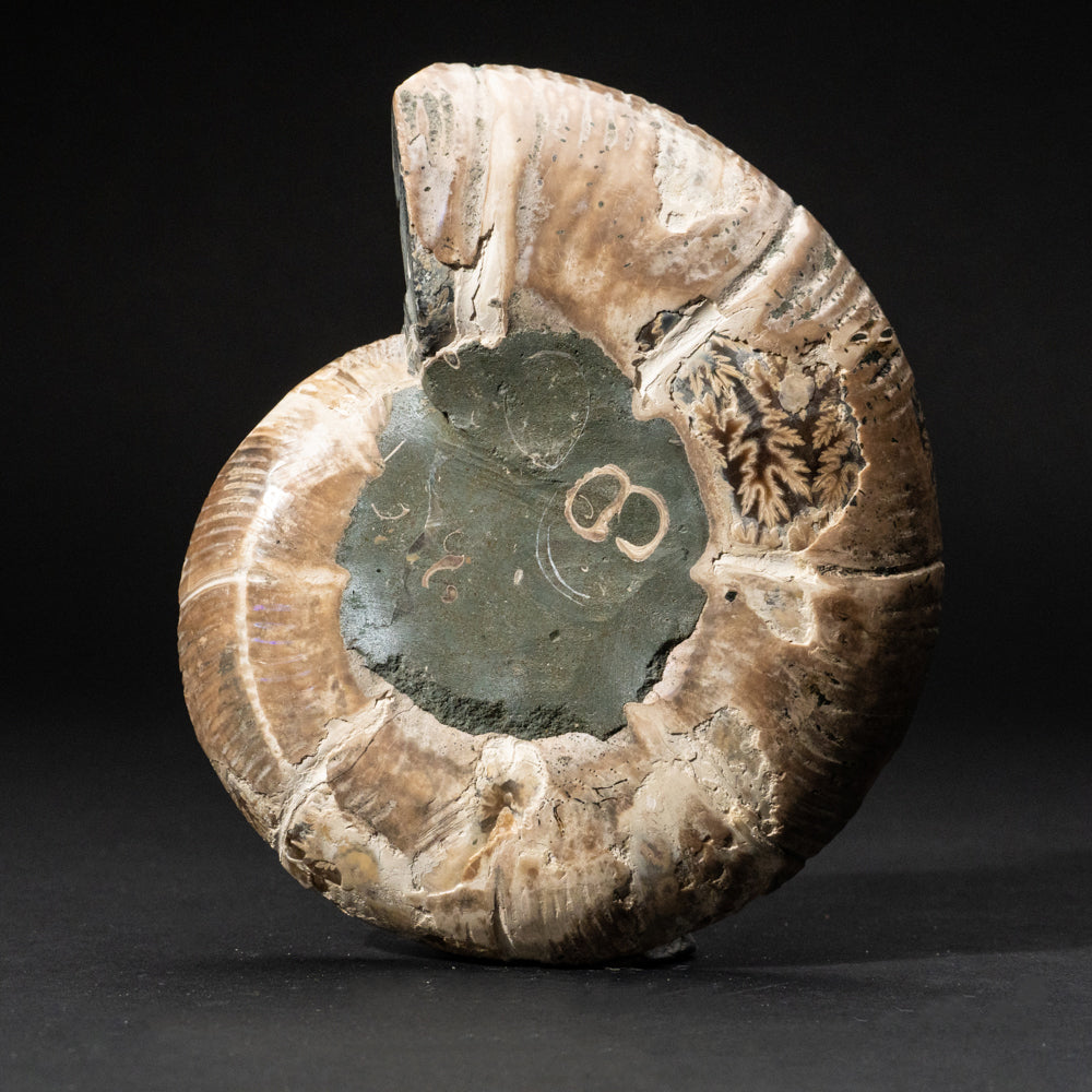 Genuine Calcified Ammonite Half From Madagascar (350 grams)