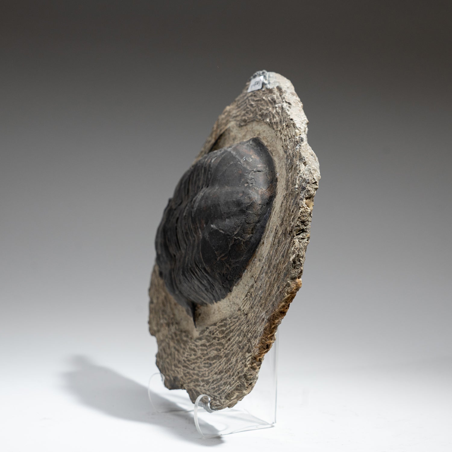 Genuine Trilobite (Acadoparadoxides) Fossil on Matrix (6 lbs)