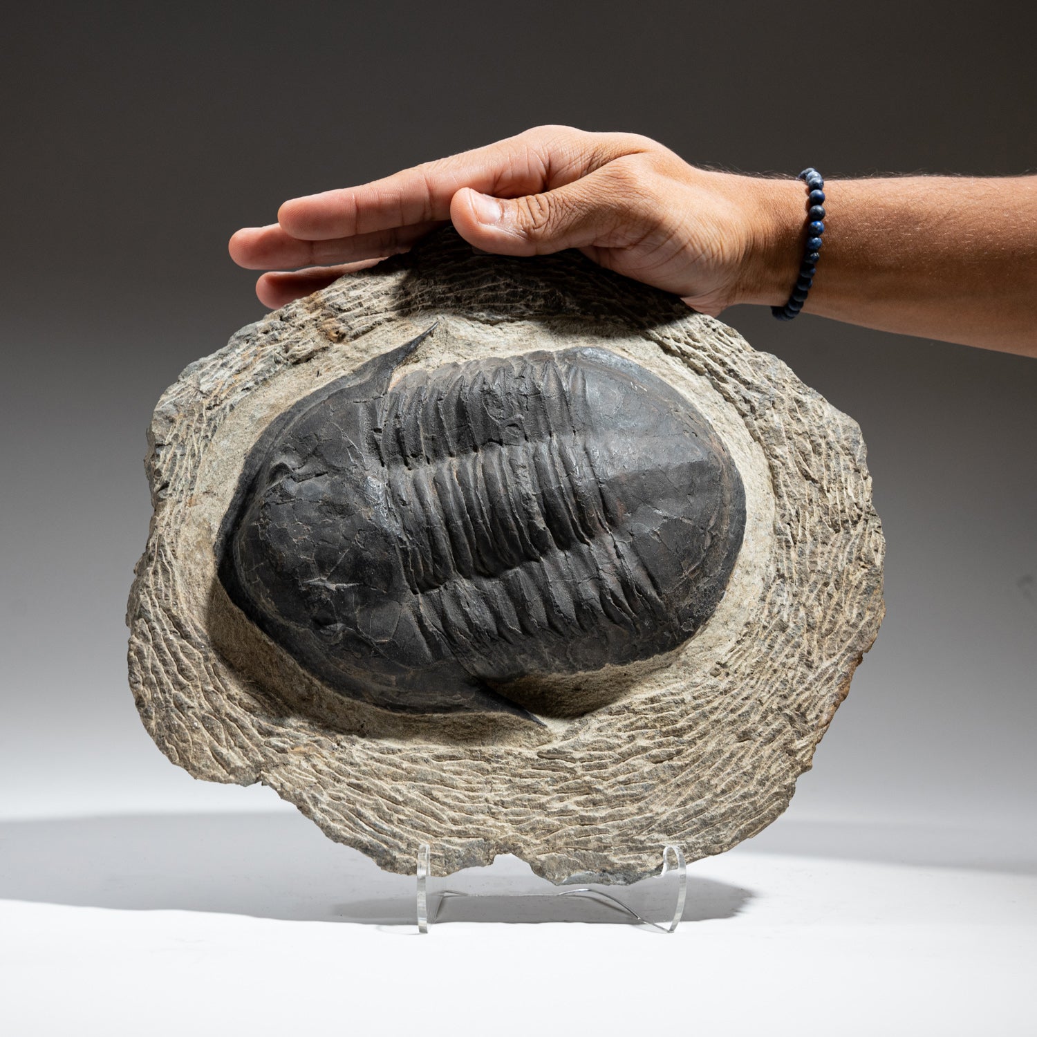 Genuine Trilobite (Acadoparadoxides) Fossil on Matrix (6 lbs)