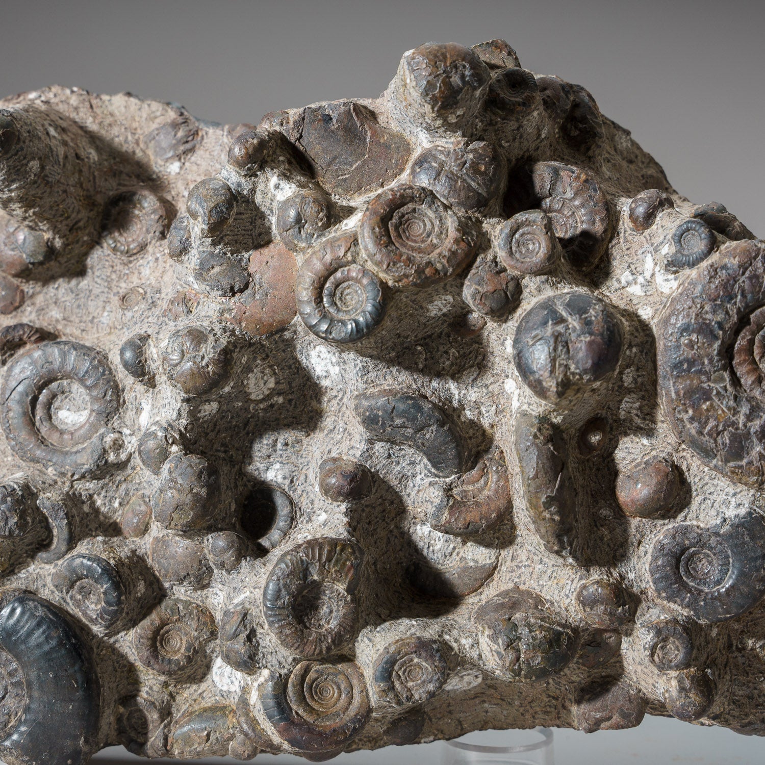Genuine Natural Fossilized Ammonite Cluster (11 lbs)