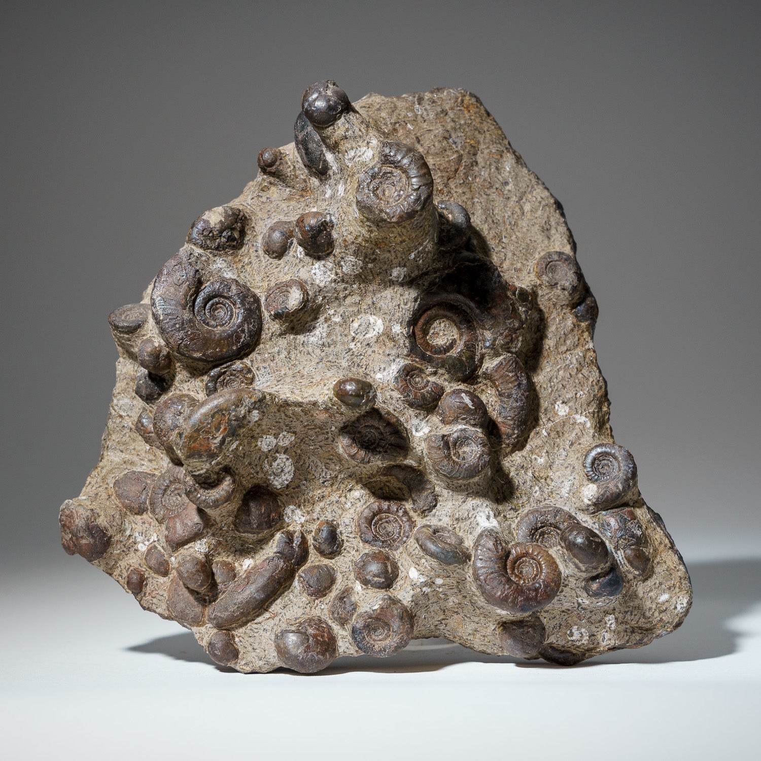 Genuine Natural Fossilized Ammonite Cluster (4.5 lbs)